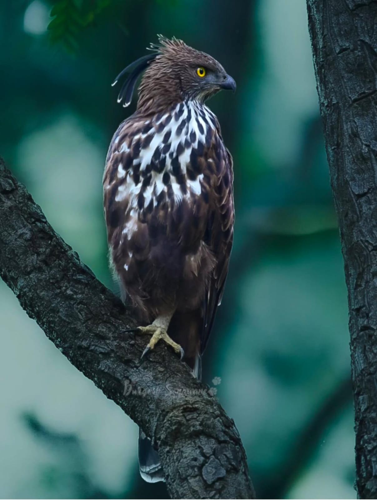 Tribal Tale of Mogarkasa